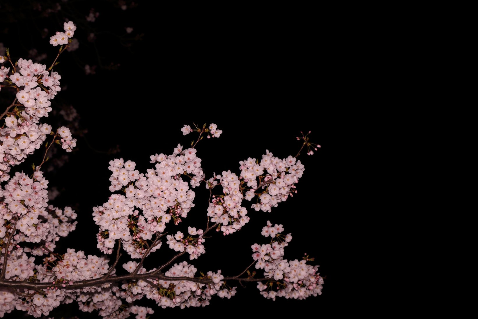 Cherry blossoms at night