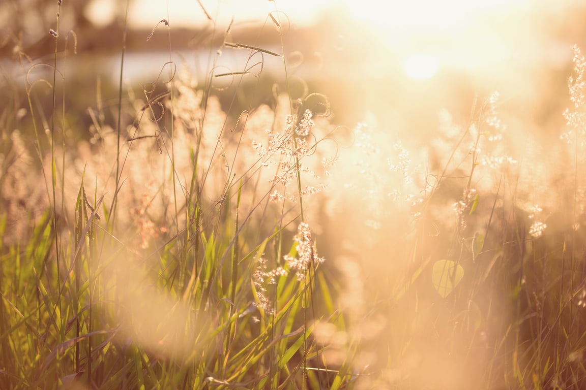 Shallow Focus Photo of Green Plants