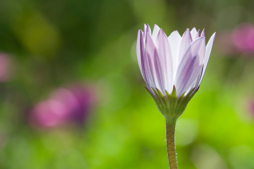 Opening Flower