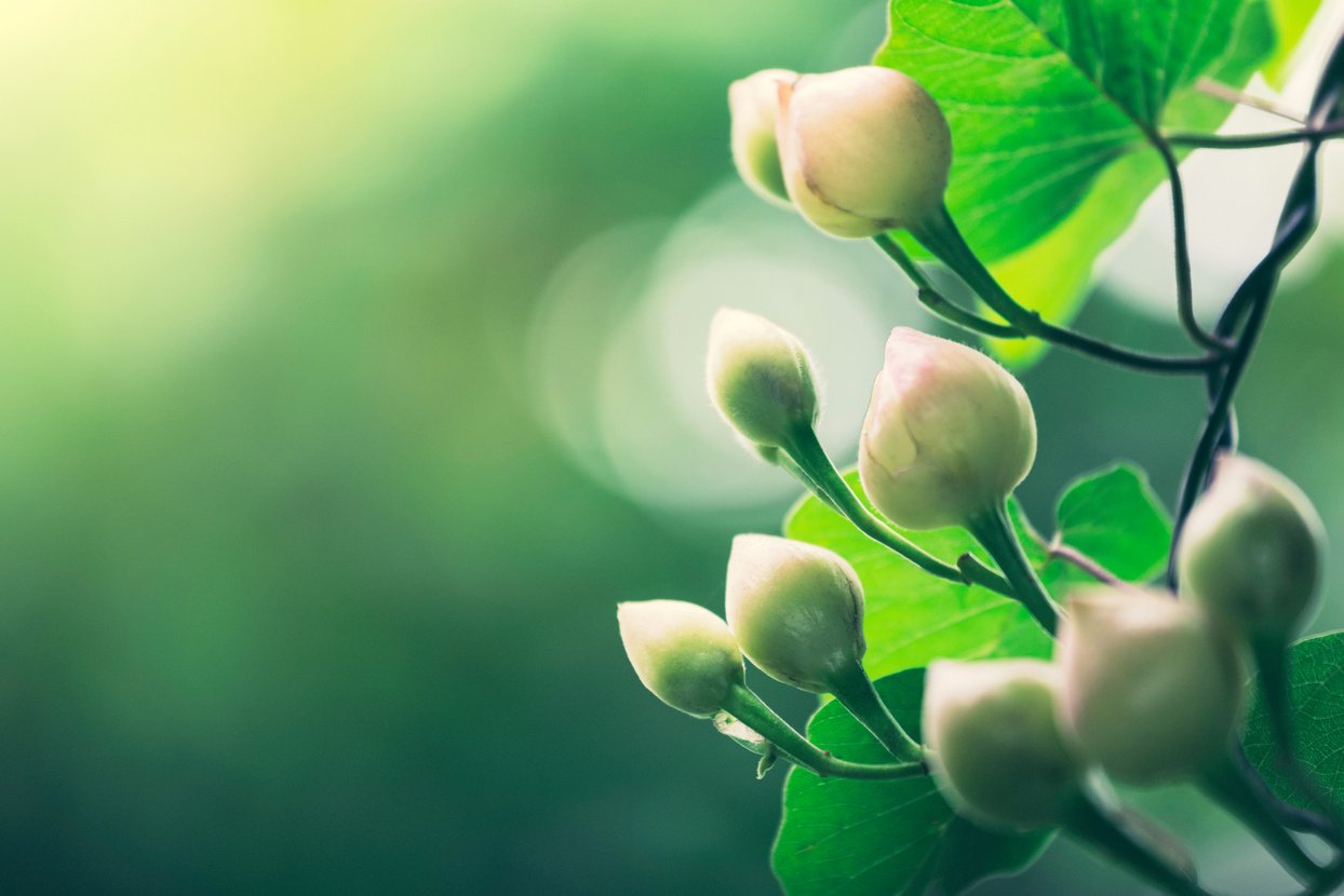 Flower buds